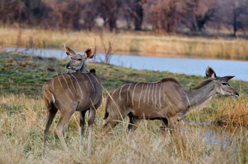 197 - Namibia - antilope Kudu - parque nacional de Bwabwata